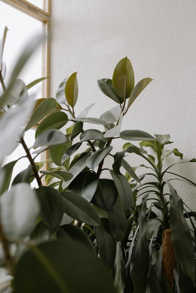 house plants growing towards sunlight from a window