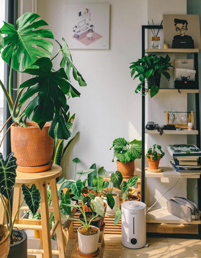 Background image: a collection of house plants with a bookshelf on the right against a white wall