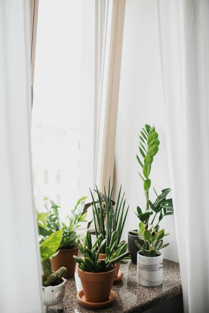 House plants on a wide window sill