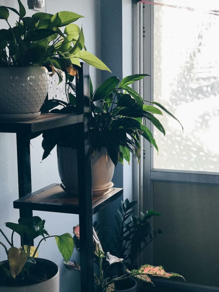 a collection of plants on a plant stand facing a window