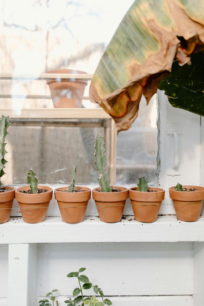 part of a dying banana leaf above 5 pots of unhealthy cactus plants on a window sill