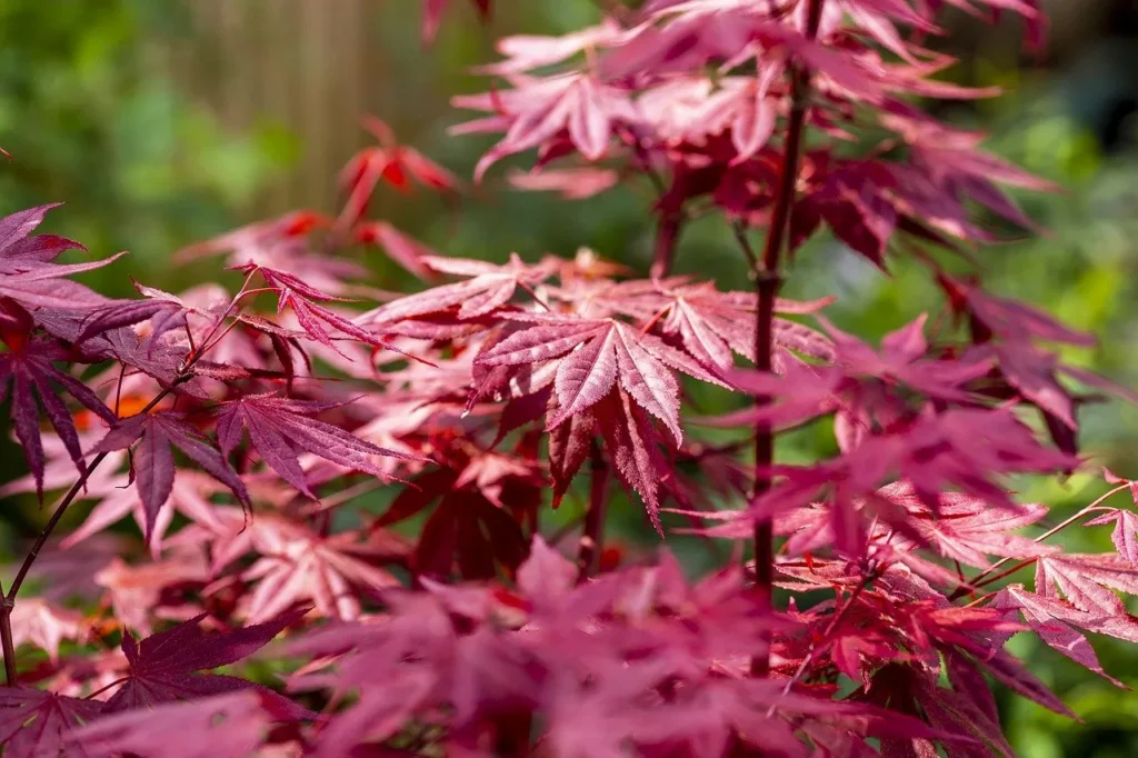 Red Acer tree