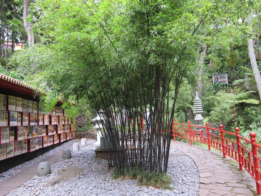 Bamboo trees in a zen garden