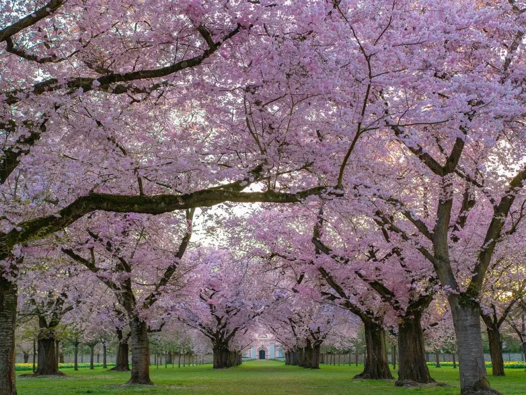 Cherry blossom trees in full bloom