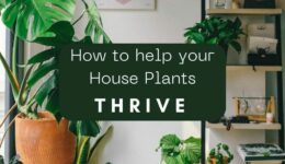Background image: a collection of house plants with a bookshelf on the right against a white wall with text 'how to help your house plants thrive'