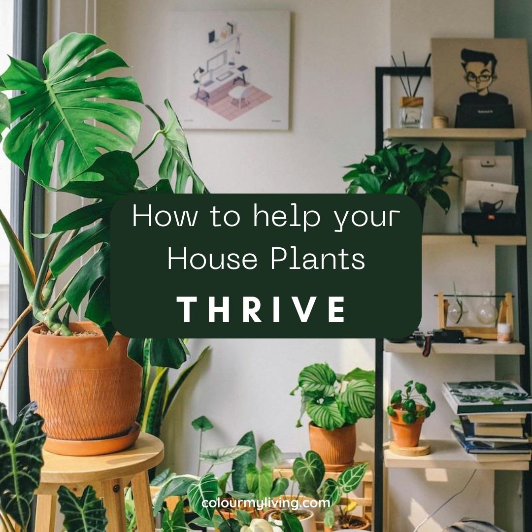 Background image: a collection of house plants with a bookshelf on the right against a white wall with text 'how to help your house plants thrive'