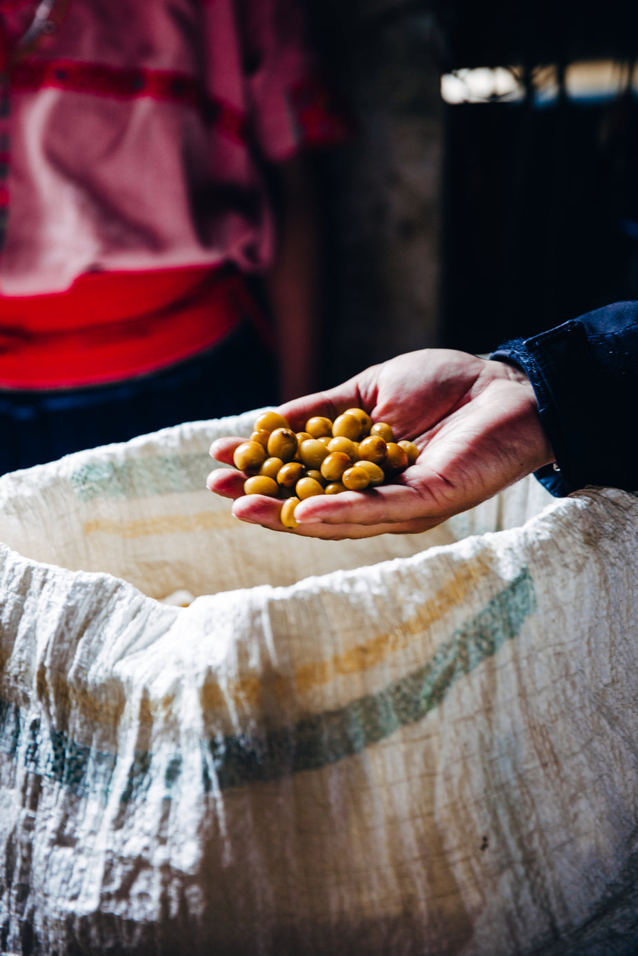 fresh-picked-coffee-beans-for-roasting