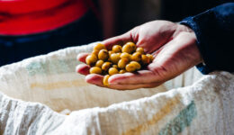 fresh-picked-coffee-beans-for-roasting