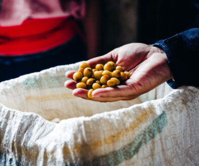 fresh-picked-coffee-beans-for-roasting