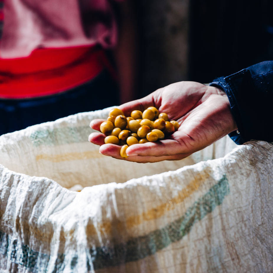 fresh-picked-coffee-beans-for-roasting