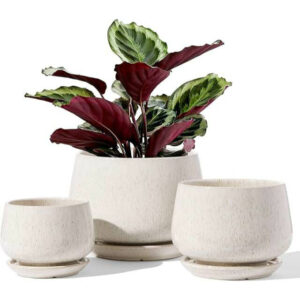 LE TAUCI Plant Pots Set of 3 Ceramic Planters with Drainage Hole and Saucer