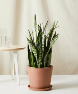 sansevieria