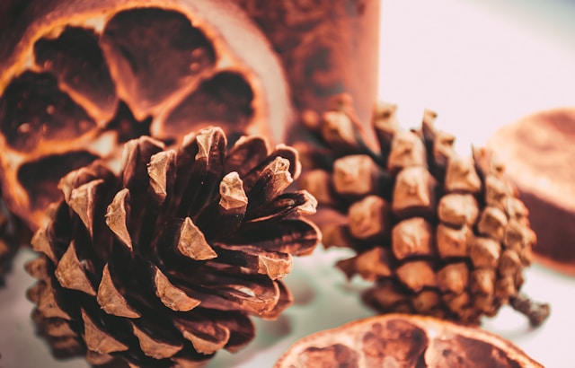 pinecone